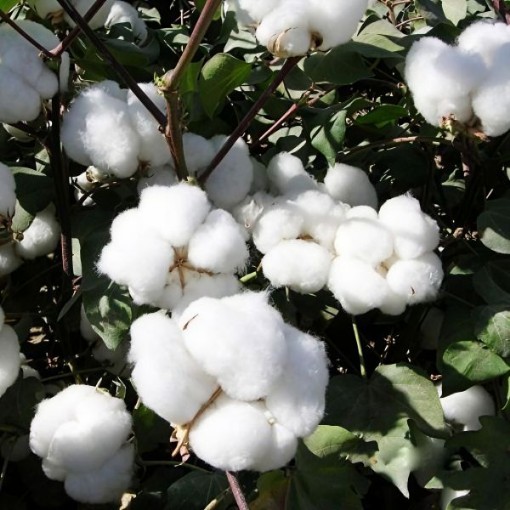 American Upland Cotton Seeds