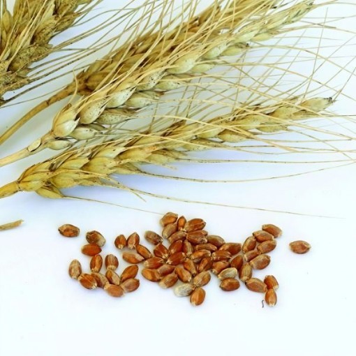 Wheat Seeds