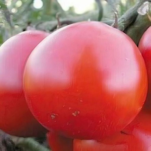 High Carotene Tomato Seeds