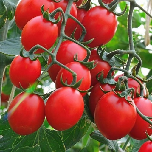 Principe Borghese Tomato Seeds