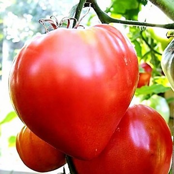 Giantissimo Oxheart Tomato Seeds