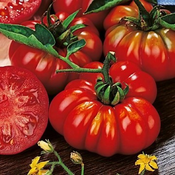 Costoluto Fiorentino Tomato Seeds