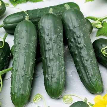 Poinsett 76 Cucumber Seeds