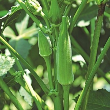 Louisiana Green Velvet Okra Seeds