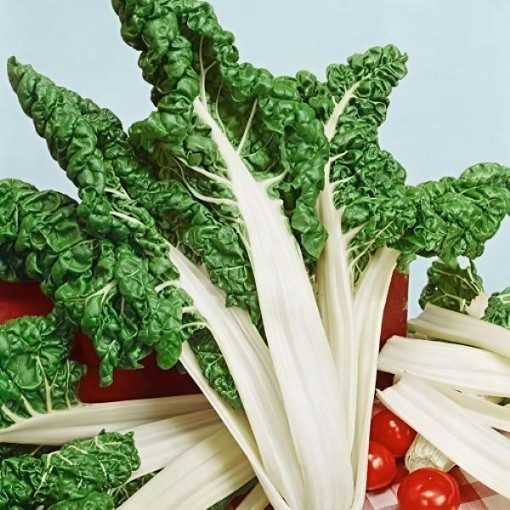 Fordhook Giant Swiss Chard Seeds