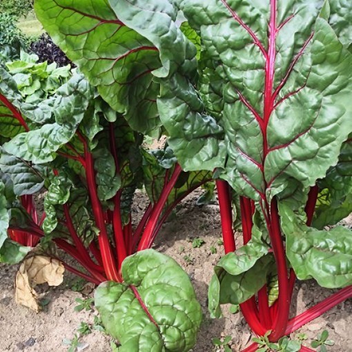 Bali Swiss Chard Seeds