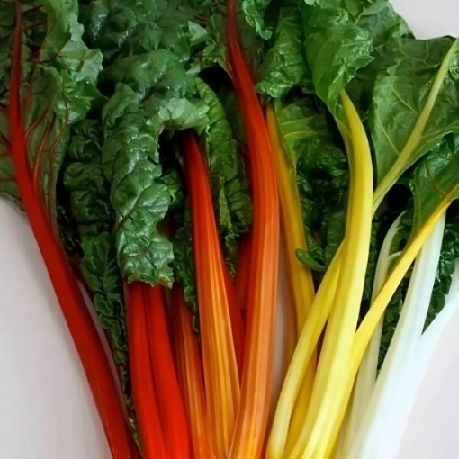Celebration Swiss Chard Seeds
