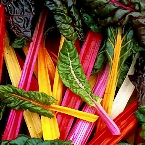 Northern Lights Mix Swiss Chard Seeds