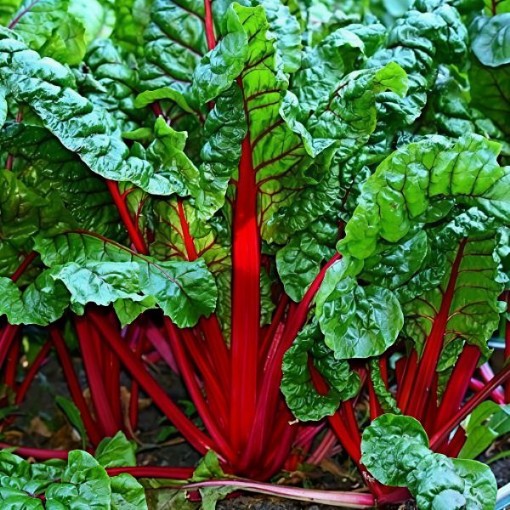Ruby Red Swiss Chard Seeds