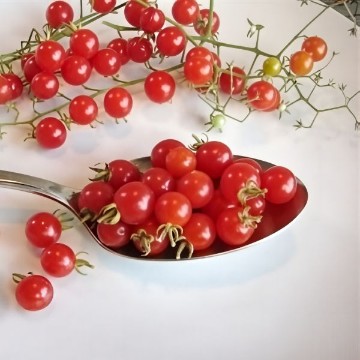 Spoon Tomato Seeds
