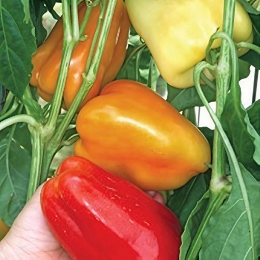 Roumanian Rainbow Pepper Seeds