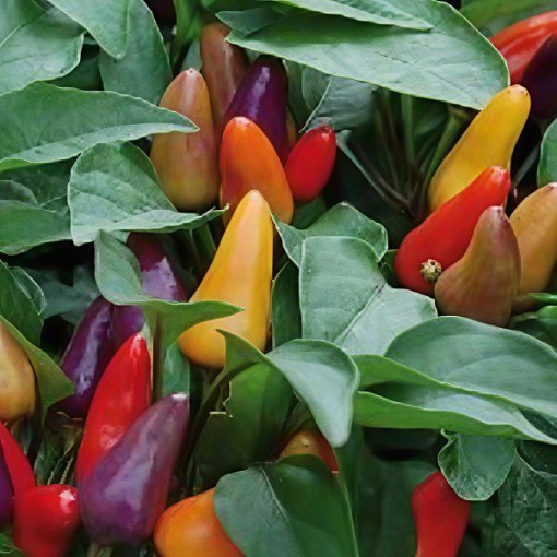 Aurora Pepper Seeds