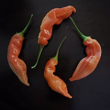 Sugar Rush Stripey Pepper Seeds