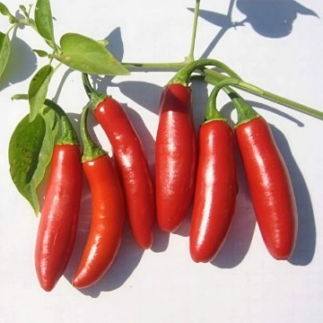 Serrano Tampiqueno Pepper Seeds