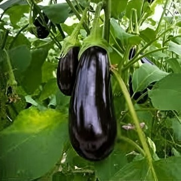 Florida Market Eggplant Seeds