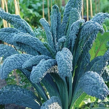 Lacinato Kale Seeds