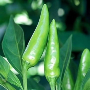 Sport Pepper Seeds