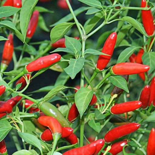 Pequin Pepper Seeds