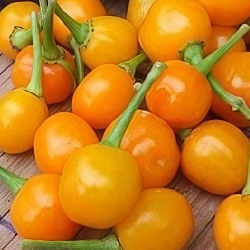 Demon Gold Drop Pepper Seeds