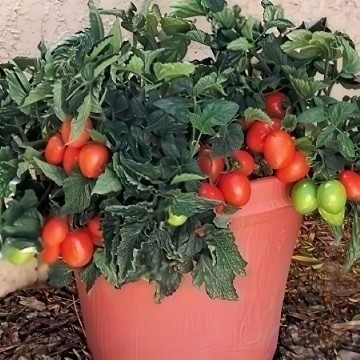 Window Box Roma Tomato Seeds