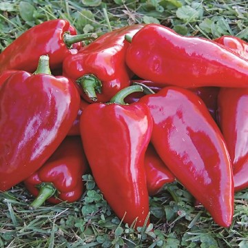 Chervena Chushka Pepper Seeds