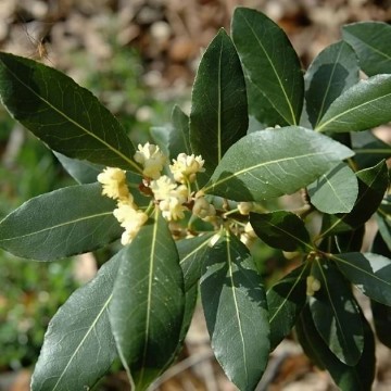 Bay Laurel Seeds