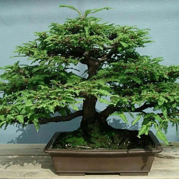 California Redwood Bonsai Tree Seeds