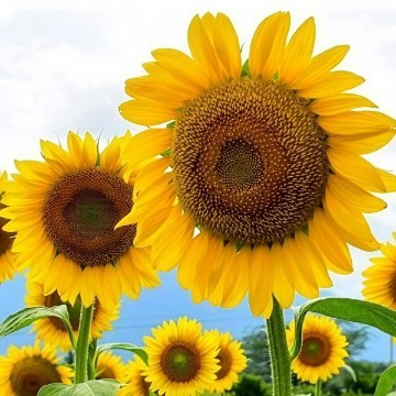 Mammoth Grey Striped Sunflowers Seeds