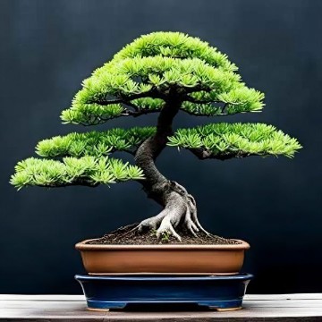 Japanese Larch Bonsai Tree Seeds