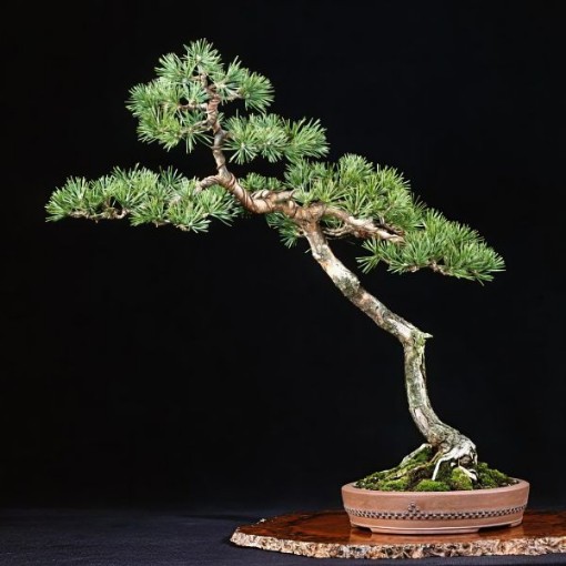 Scotch Pine Bonsai Tree Seeds