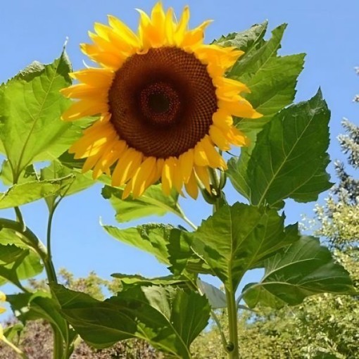 Mongolian Giant Sunflower Seeds