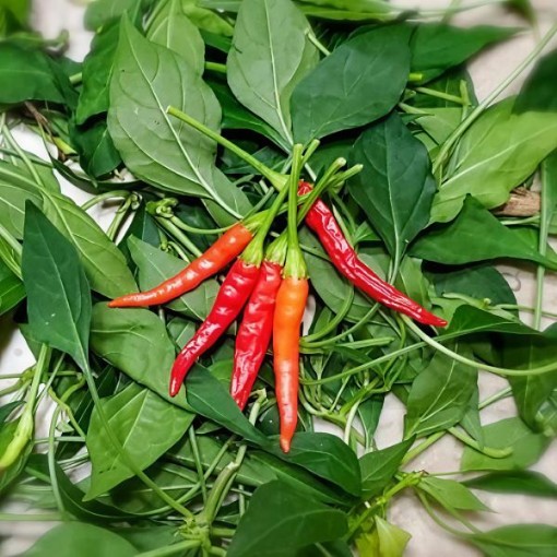 Peri Peri Pepper Seeds