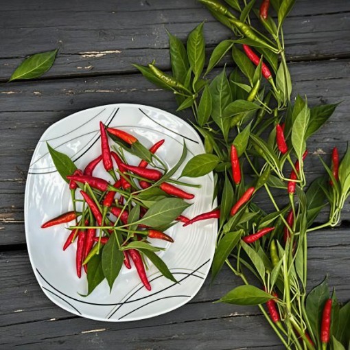Jwala Pepper Seeds