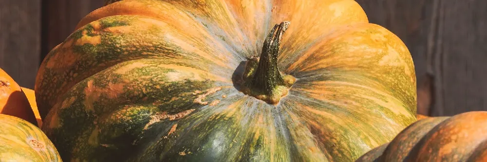 Shop Giant Veggies