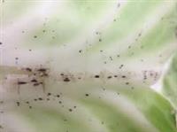 Clubroot